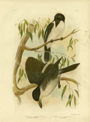 Pájaro carnicero de lomo plateado, 1891